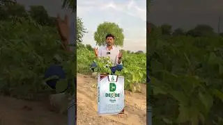 सफेद मक्खी और ऐफ़िड को मारने की जबरदस्त कीटनाशी #whiteflycontrol #topinsecticide #insectcontrol