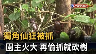 獨角仙狂被抓 園主火大 再偷抓就砍樹－民視新聞