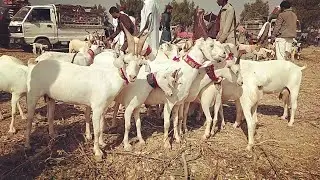 White Tapri Goats for sale, Tando Adam Bakara Mandi / Market rates Bakara Mandi Pakistan (part 1)