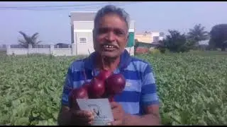 Hybrid Beetroot ARMY , Khed, Pune Maharashtra Jan 2022