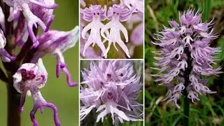 Naked Man Orchid (Orchis Italica)