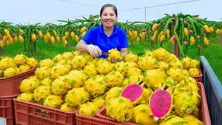 TIMELAPSE &ndash; Harvest 1000kg+ Yellow Dragon Fruit & Go To Market Sell -New mutant dragon fruit variety