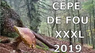 Ce c&egrave;pe &eacute;norme 2019 !!!  Giant Penny bun, cep, porcini XXXL - GoPro Hero7 Black