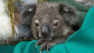 His Mother Died & We Stepped In - The Story of Omeo the Koala Joey