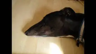 Retired Greyhounds sleeping in their new home