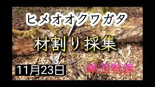 【クワガタ採集】ヒメオオクワガタ材割り