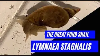 The Great Pond Snail - Lymnaea stagnalis