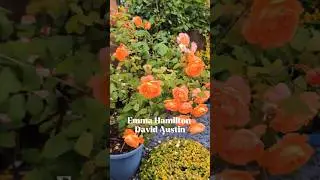 Is this the best David Austin rose? Lady Emma Hamilton.