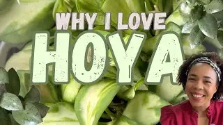 HOYA| 9 Reasons why it’s my favourite genus 😍