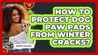 How To Protect Dog Paw Pads From Winter Cracks?