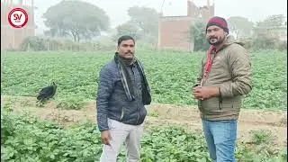 Chipsona -1 Potato Variety | 78 Days | Kanpur, UP / चिपसोना -1 आलू | 78 दिन | कानपुर, उत्तर प्रदेश