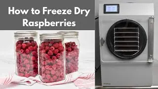 How to Freeze Dry Raspberries with the Stay Fresh Freeze Dryer at Home