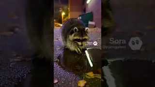 Eat Eat Eat.. #funnyvideo #funny #cute #funnyshorts #laughter #jokes #raccoon #washing #food #foodie