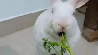 foody rabbit  eating food.#funny #rabbit 🤣🥰.