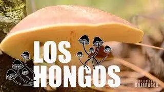 &iquest;Qu&eacute; es un hongo? | Documental
