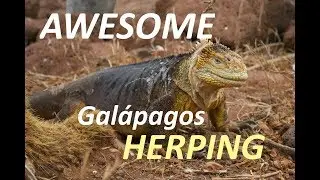 Herping the Gal&aacute;pagos Islands: LAND IGUANAS and MUCH more!
