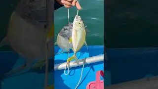 HASIL MANCING DI BENOA JOSS🔥🔥🔥#mancingdibali #benoabali #spotmancingdibali #babygt#mancing