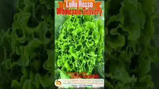 #lollo #rosso #free #delivery #fruits #vegetables #grocery #wholesale #price #whatsapp #for #order