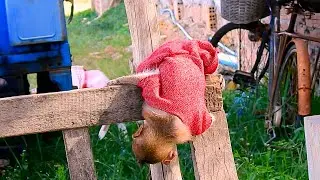 Strange action of baby LivLiv 💞|MonkeyLivLiv Fan