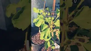 Growing Fig Trees! They are Growing Well #figtree #fruittrees #figs #foodforest #gardenscapes