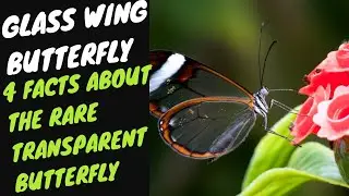 Glass Wing Butterfly 4 FACTS ABOUT THE RARE TRANSPARENT BUTTERFLY-Curious Head
