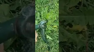 Faster Weed Removal in Buderim 🌱 Save Time & Money with the Right Tools