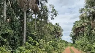 Parei o carro na rodovia para ver de perto um buritizal!!