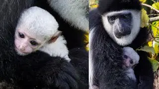В Фота появился новый обитатель! 🐒 Помогите дать имя детёнышу колобуса!