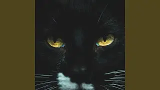 Black Cat Seven