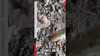 Best Pest Control Service in Mumbai Andheri west