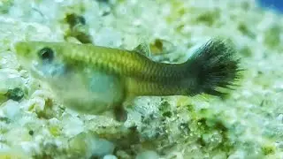 BIG MOM GUPPY Fish Giving Birth to frys