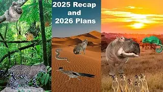 Итоги 2025 года и планы на 2026 год #uncagedzootours