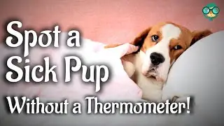How to Tell if Dog Has Fever Without Thermometer | How can i tell if my puppy has a fever