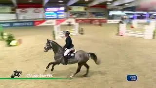 Chicago Blue VDL (Chacco-Blue x Cento)