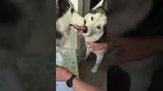 Husky Reacts to Clone 👀