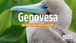 Genovesa Island | Vogelparadijs van de Gal&aacute;pagos