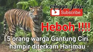 Proses penghalauan harimau sumatra tahap pertama (gantungciri kab.solok) jejak harimaupun di temukan