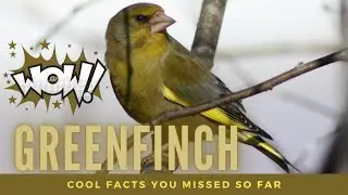 Greenfinch facts 🦜 small passerine birds