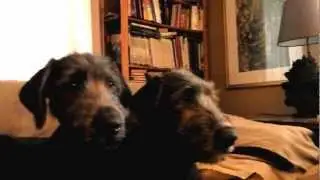 Irish Wolfhound Puppies