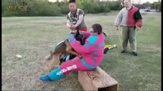 Best of belgian malinois dog - Protect training - k9 working dogs of DALAS   part 4