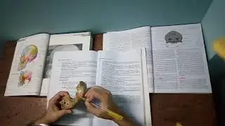 Frontal bone