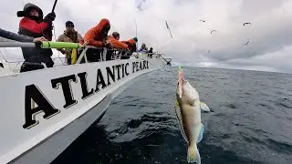 Despite the chilling depths, tilefish thrive 500 feet below with Captain Lou Tile Fishing Trip