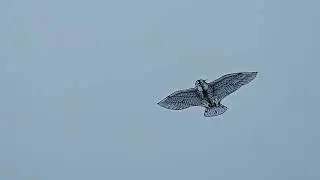 Eagle Kite with 3D Printed Thrust Vectoring