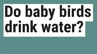 Do baby birds drink water?