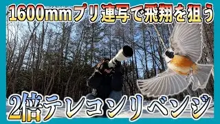 【SONYα7V 】2倍テレコンリベンジ！1600mmプリ連写で飛翔を狙う！
