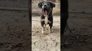 cute puppy  #shorts #puppy #dog #fyp