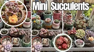 SEN ĐÁ MiNi : Miniature Succulents TIPS - Grow Mini Succulents