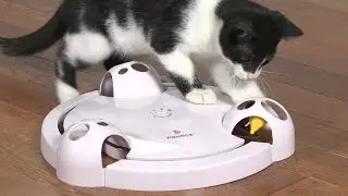 Hide-and-Seek Cat Teaser Toy (DrsFosterSmith)