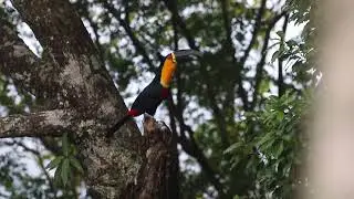 Tucano-de-bico-preto cantando