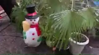Salt Spring Island . Canada Christmas Day Palm talk & livestream